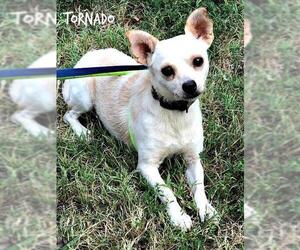 Chihuahua Dogs for adoption in Denison, TX, USA