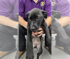 Catahoula Leopard Dog-Unknown Mix Dogs for adoption in Corpus Christi, TX, USA