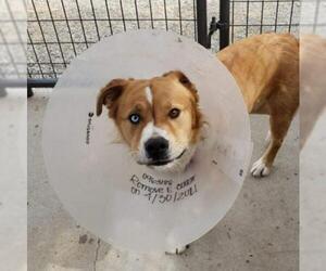 Australian Retriever Dogs for adoption in Yreka, CA, USA