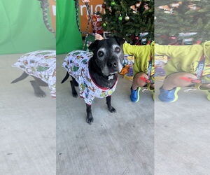 Lab Pei Dogs for adoption in Chandler, AZ, USA