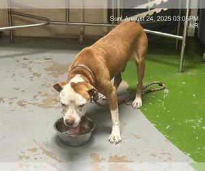 American Pit Bull Terrier-Unknown Mix Dogs for adoption in Ocala, FL, USA