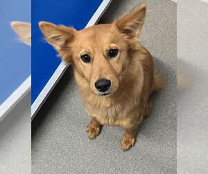 Golden Retriever-Unknown Mix Dogs for adoption in Sterling, MA, USA