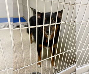Australian Shepherd Dogs for adoption in Virginia Beach, VA, USA