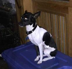 Rat Terrier-Unknown Mix Dogs for adoption in Chicopee, MA, USA