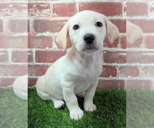 Beagle-Chihuahua Mix Dogs for adoption in Lakewood, CO, USA