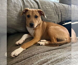 Labrador Retriever-Unknown Mix Dogs for adoption in Brewster, NY, USA