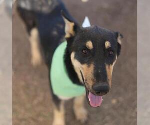 German Shepherd Dog Dogs for adoption in San Antonio, TX, USA