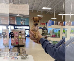 Chihuahua Dogs for adoption in Winter, WI, USA