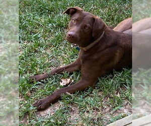 Labrador Retriever-Unknown Mix Dogs for adoption in Denton, TX, USA