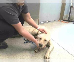 Labrador Retriever-Unknown Mix Dogs for adoption in Tallahassee, FL, USA