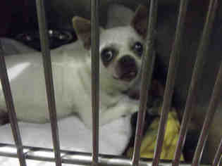 Medium Photo #1 Chihuahua Puppy For Sale in Murfreesboro, TN, USA