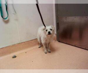 Mutt Dogs for adoption in Martinez, CA, USA