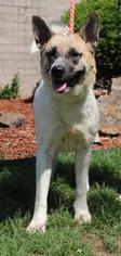 Akita Dogs for adoption in Little Rock, AR, USA