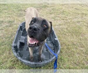 Mutt Dogs for adoption in Corpus Christi, TX, USA