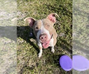 Pointer-Unknown Mix Dogs for adoption in Fort Lauderdale, FL, USA