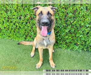 German Shepherd Dog Dogs for adoption in West Palm Beach, FL, USA