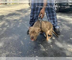 American Pit Bull Terrier Dogs for adoption in Ocala, FL, USA