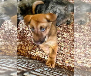 Mutt Dogs for adoption in Minneapolis, MN, USA