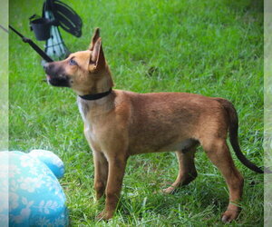 German Shepherd Dog-Unknown Mix Dogs for adoption in Holly Hill, SC, USA