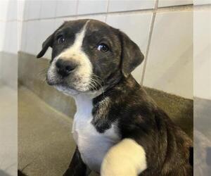 American Staffordshire Terrier Dogs for adoption in San Antonio, TX, USA