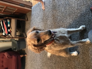 Goldendoodle Dogs for adoption in Lincoln, NE, USA