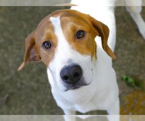 Treeing Walker Coonhound-Unknown Mix Dogs for adoption in Tallahassee, FL, USA