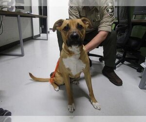 Black Mouth Cur Dogs for adoption in Temple, TX, USA