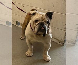 Bulldog Dogs for adoption in San Bernardino, CA, USA