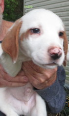 Medium Photo #1 Basset Hound-Unknown Mix Puppy For Sale in Vernon, IN, USA