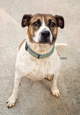 Boxer-Unknown Mix Dogs for adoption in Rydal, GA, USA