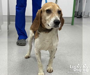 Beagle-Unknown Mix Dogs for adoption in Washington, DC, USA