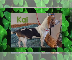 Beagle Dogs for adoption in Tampa, FL, USA