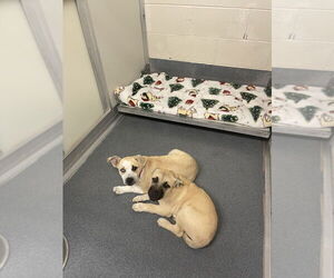 Mutt Dogs for adoption in Glen Allen, VA, USA