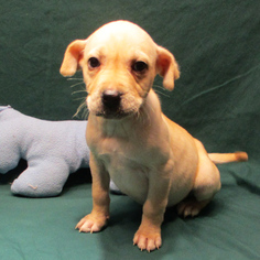 Medium Photo #1 Bulldog-Labrador Retriever Mix Puppy For Sale in Fayetteville, TN, USA