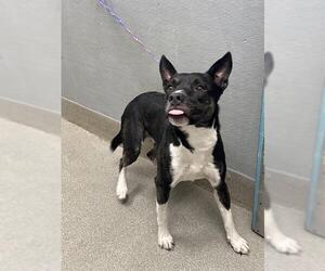 Mutt Dogs for adoption in Las Vegas, NV, USA