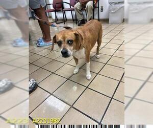 Puggle Dogs for adoption in West Palm Beach, FL, USA