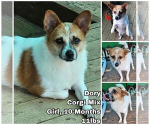 Chi-Corgi Dogs for adoption in Seattle, WA, USA