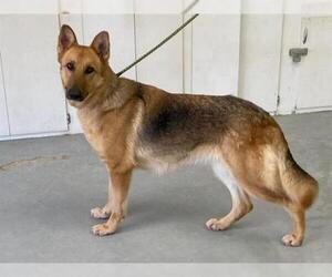 German Shepherd Dog Dogs for adoption in Hanford, CA, USA