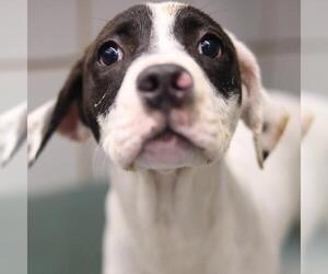 American Staffordshire Terrier-Unknown Mix Dogs for adoption in San Antonio, TX, USA