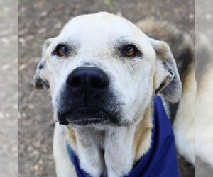 German Shepherd Dog-Mastiff Mix Dogs for adoption in San Antonio, TX, USA