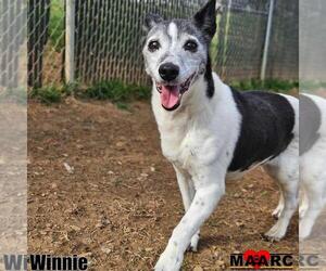 Mutt Dogs for adoption in Maryville, TN, USA