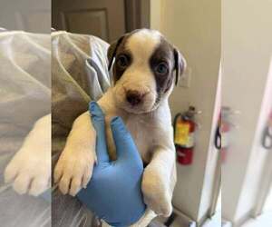 American Pit Bull Terrier-Unknown Mix Dogs for adoption in New York, NY, USA