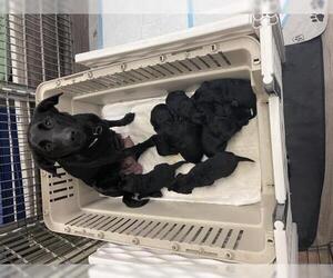 Labrador Retriever Dogs for adoption in Newfield, NJ, USA