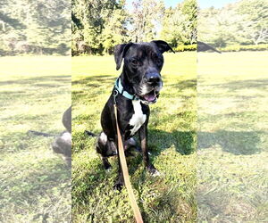 American Pit Bull Terrier-Great Dane Mix Dogs for adoption in Millersville, MD, USA