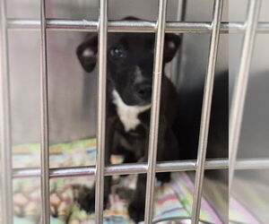 American Pit Bull Terrier-Unknown Mix Dogs for adoption in Decatur, IL, USA