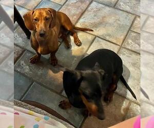 Dachshund Dogs for adoption in Los Angeles, CA, USA