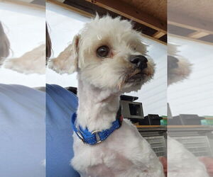 Maltese Dogs for adoption in Walnutport, PA, USA