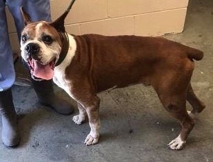 Boxer-Unknown Mix Dogs for adoption in Morehead, KY, USA