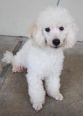 Poodle (Miniature) Dogs for adoption in Austin, TX, USA