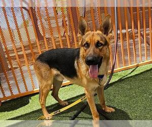 German Shepherd Dog-Unknown Mix Dogs for adoption in Las Vegas, NV, USA